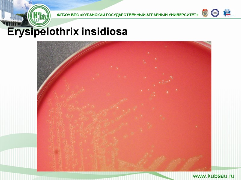 Erysipelothrix insidiosa